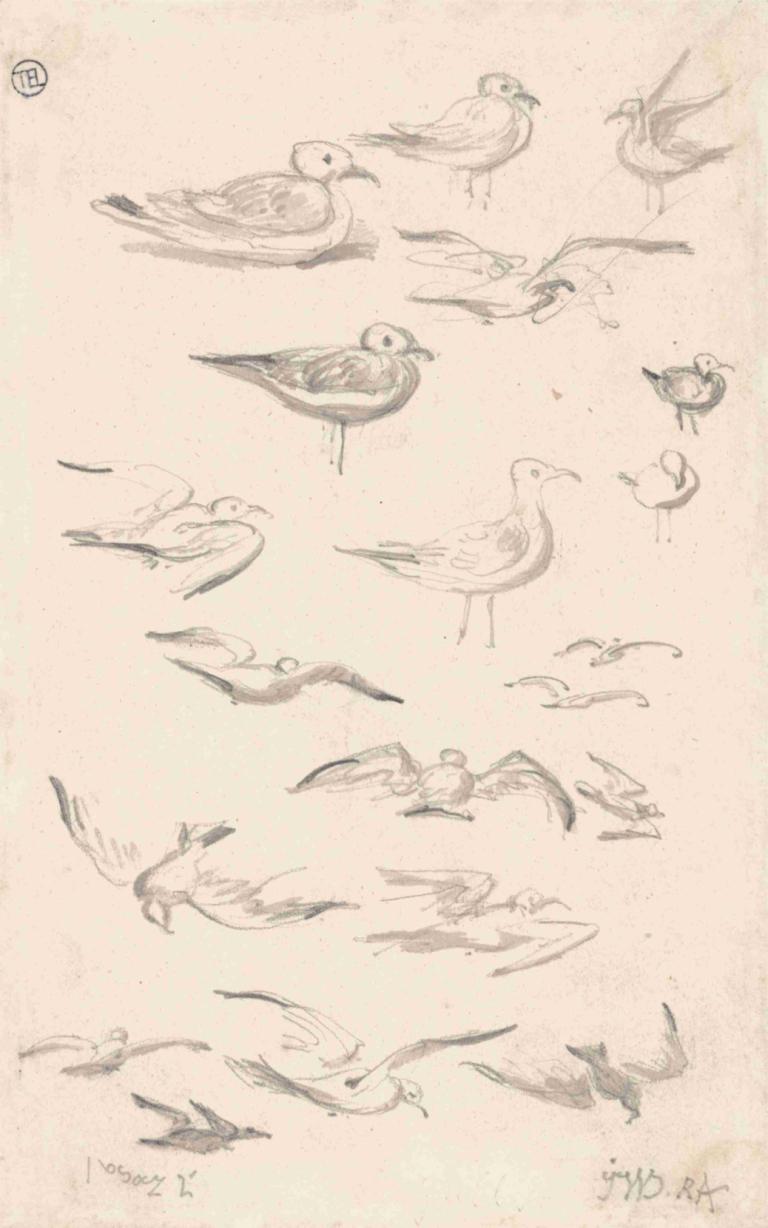 Studies of Gulls,James Ward,Sketch,Sketch, bird, no humans, monochrome, traditional media, animal