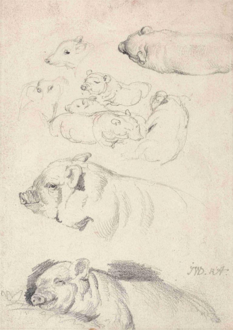 Studies of Pigs,Studi tentang Babi,James Ward,Sketsa,Sketsa, beruang, satwa, tidak ada manusia, satu warna