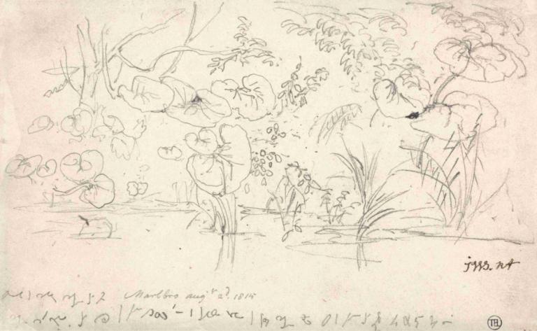 Studies of Plants, August 2, 1815,James Ward,Sketch,Sketch, sketch, tree, monochrome, traditional media