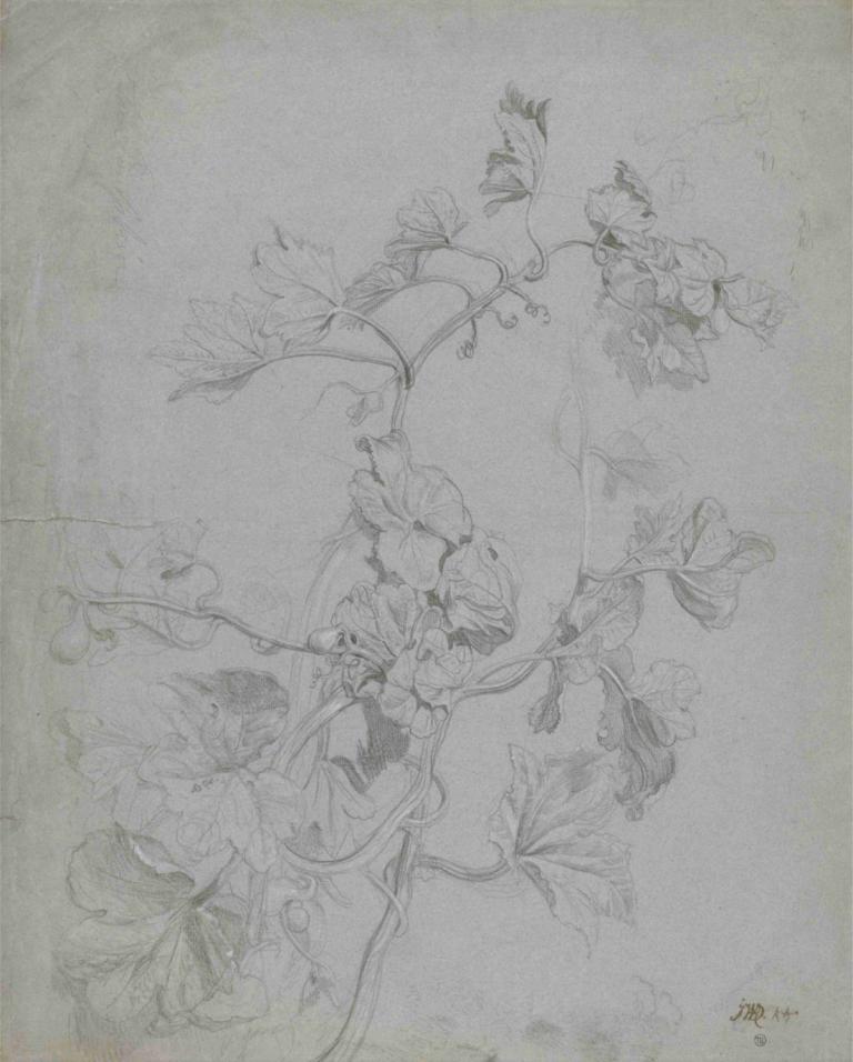 Study of a Climbing Plant [Pumpkin Family],James Ward,Sketch,Sketch, no humans, flower, monochrome