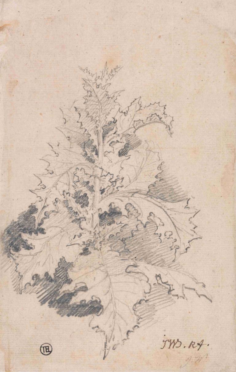 Study of a Thistle,Исследование чертополоха,James Ward,Джеймс Уорд,Эскиз,Эскиз, оружие, меч, монохромный