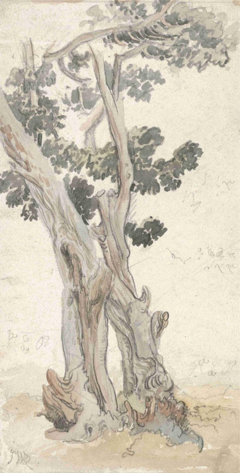 Study of a Tree,Исследование дерева,James Ward,Джеймс Уорд,Эскиз,Эскиз, дерево, нет людей