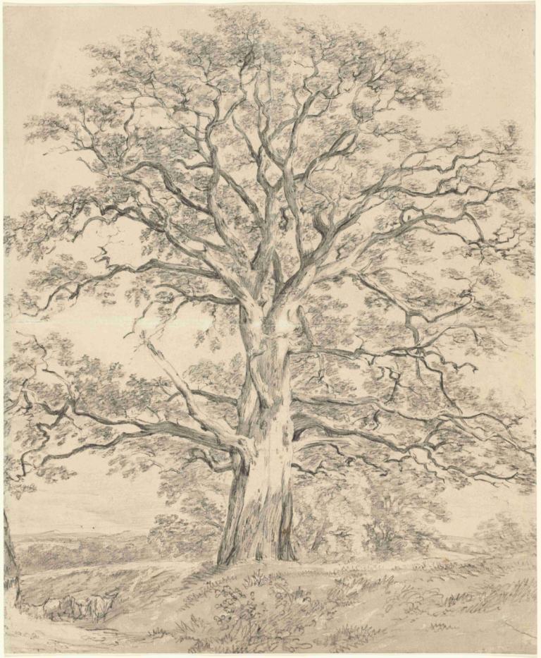 A Great Oak Tree,John Constable,Copperplate Etching,Copperplate Etching, tree, no humans, monochrome, grass