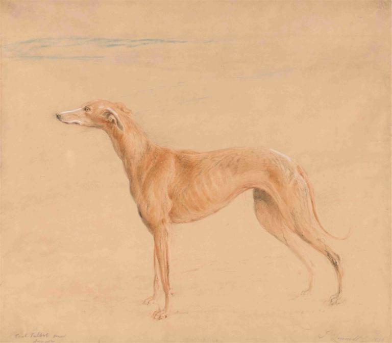 Earl Talbot's Hound, Thomasine,塔尔博特伯爵的猎犬托马斯娜,John Linnell,约翰-林内尔,彩色素描,彩色素描, 没有人类, 从侧面, 签名, 简单的背景, 动物焦点, 动物