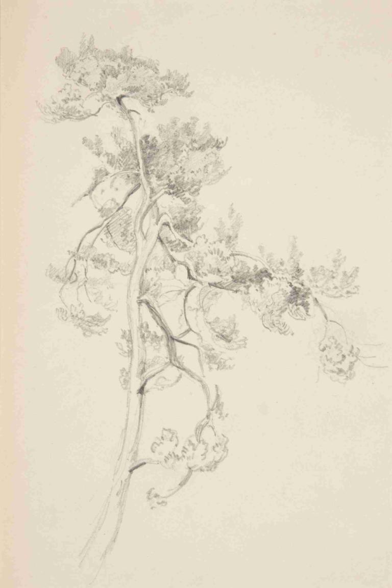 Tree and Foliage,Дерево и листва,John Singer Sargent,Джон Сингер Сарджент,Эскиз,Эскиз, монохромный, дерево