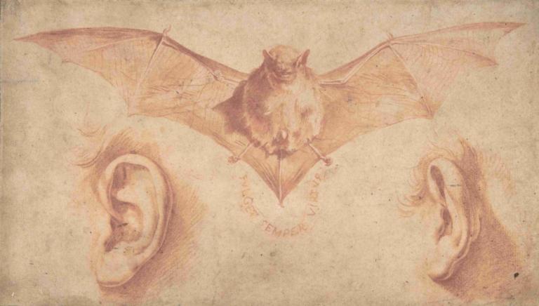 Studies of Two Ears and of a Bat.,Studier av två öron och av en fladdermus.,Jusepe de Ribera,Skiss,Skiss