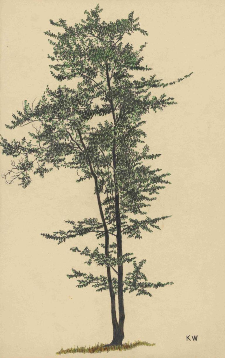 Ohne Titel [Laubbaum],Senza titolo [albero deciduo],Karl Wiener,Illustrazione,Illustrazione, albero