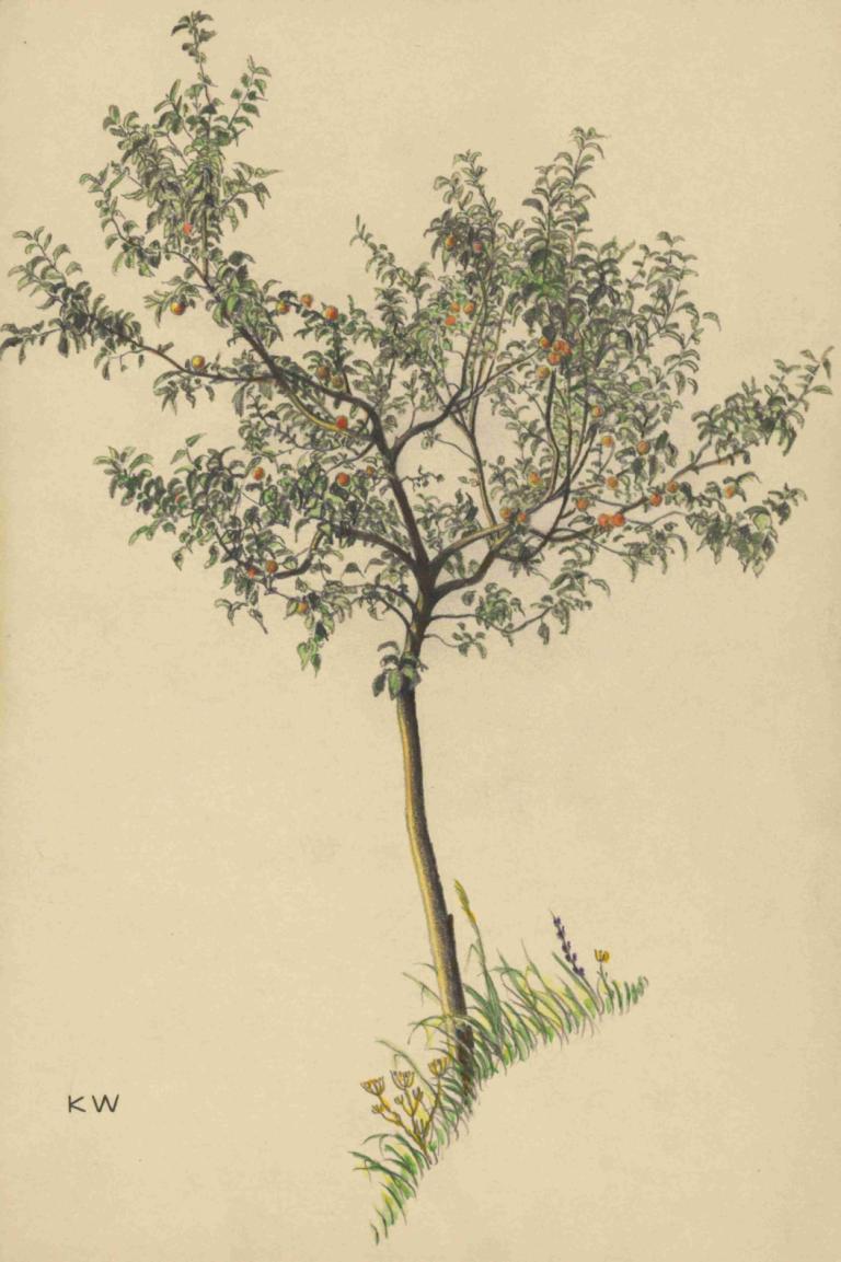 Ohne Titel (Obstbaum),Uden titel (frugttræ),Karl Wiener,Illustration,Illustration, ingen mennesker, træ, græs