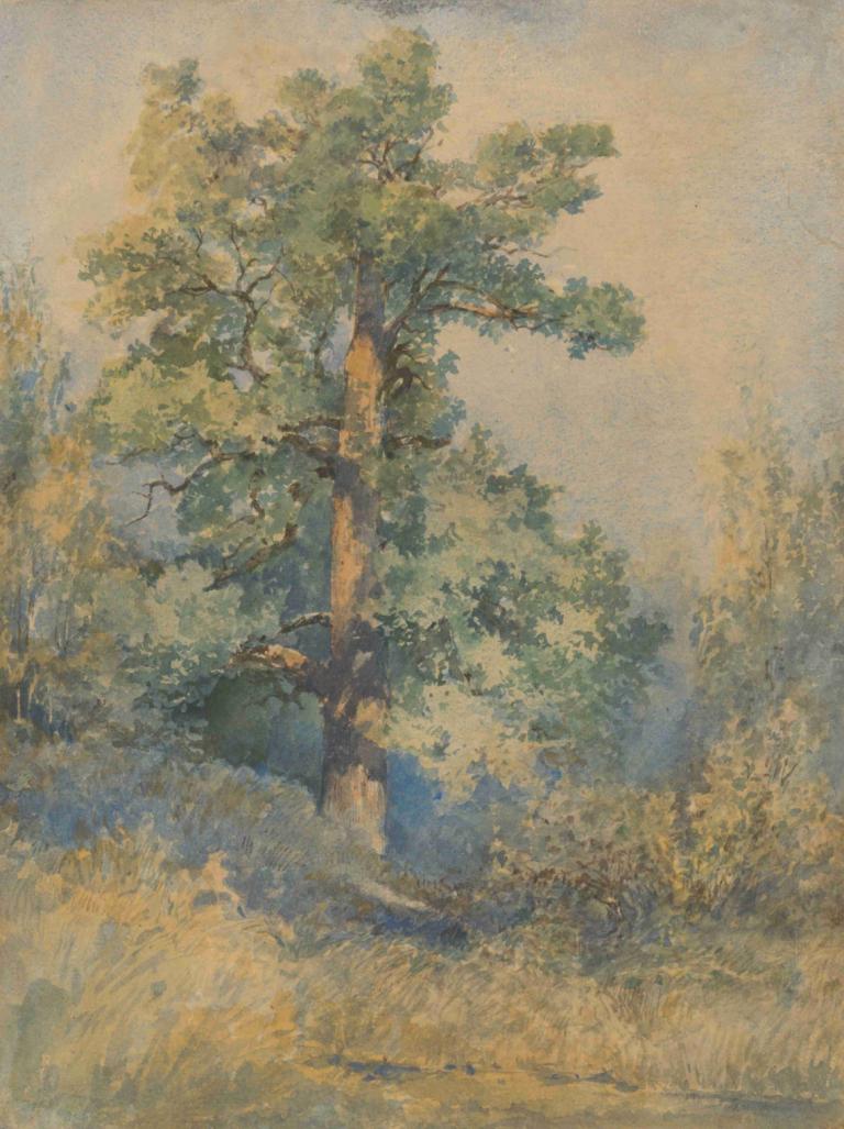 Sketch of a Tree,Skiss av ett träd,Ladislav Mednyánszky,Oljemålning,Oljemålning, träd, inga människor