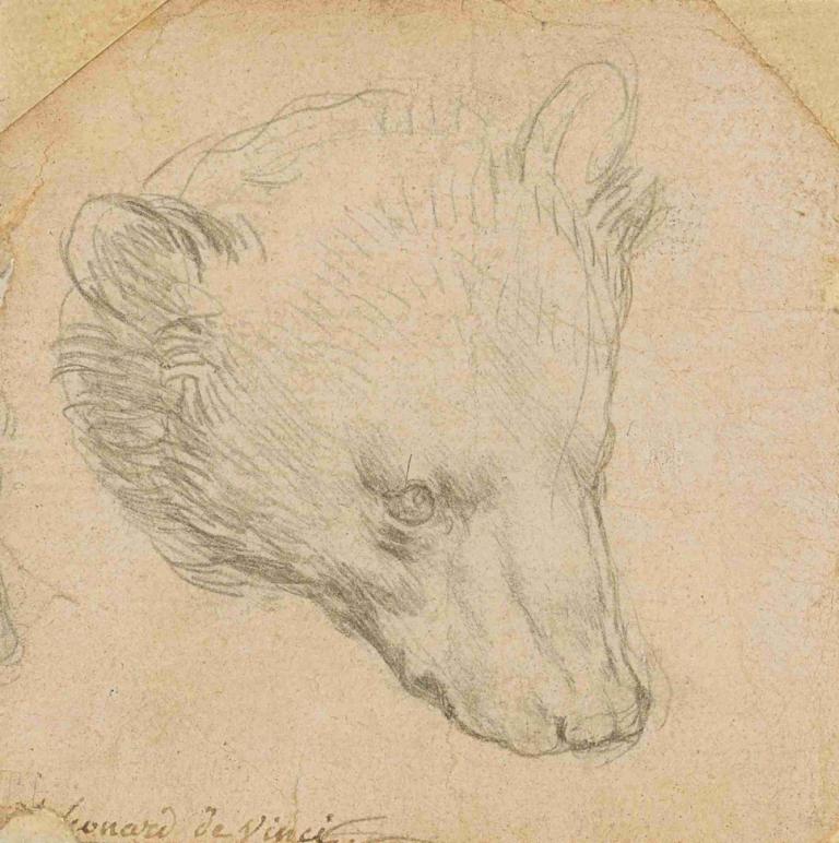 Head of a bear,Leonardo da Vinci,Sketch,Sketch, dated, monochrome, traditional media, animal, sketch