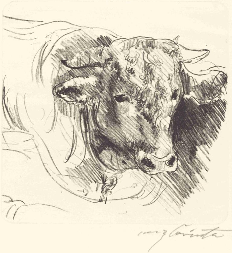 Head of a Steer (Stierkopf),Người cầm lái (Stierkopf),Lovis Corinth,- Lovis Collins.,Phác thảo,Phác thảo