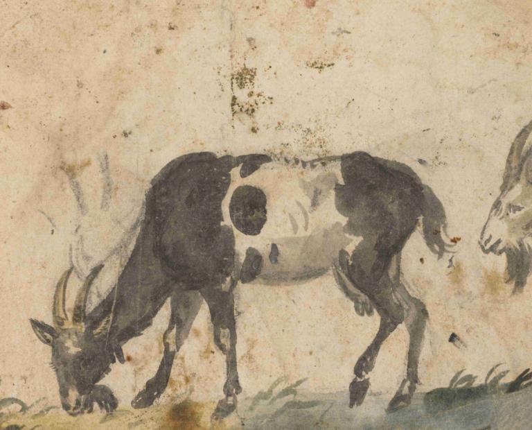 Study of Goats,Badanie kóz,Lucas Cranach the Elder,Lucas Cranach Starszy,Szkic kolorowy,Szkic kolorowy