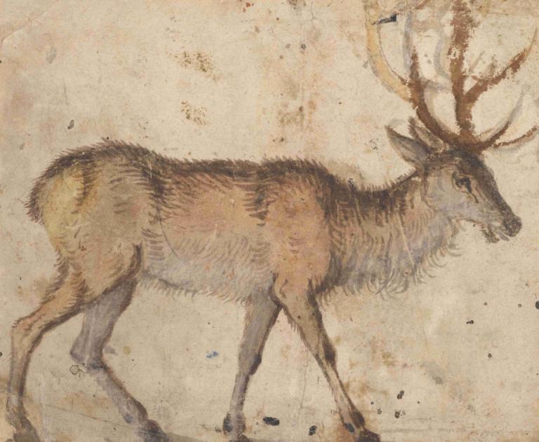 Study of a Stag,Estudio de un ciervo,Lucas Cranach the Elder,Lucas Cranach el Viejo,Boceto en color