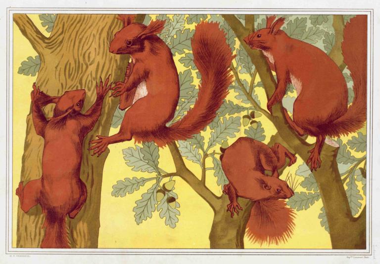 Écureuils,Ardillas,Maurice Pillard Verneuil,Ilustración,Ilustración, no humanos, árbol, pájaro, animal