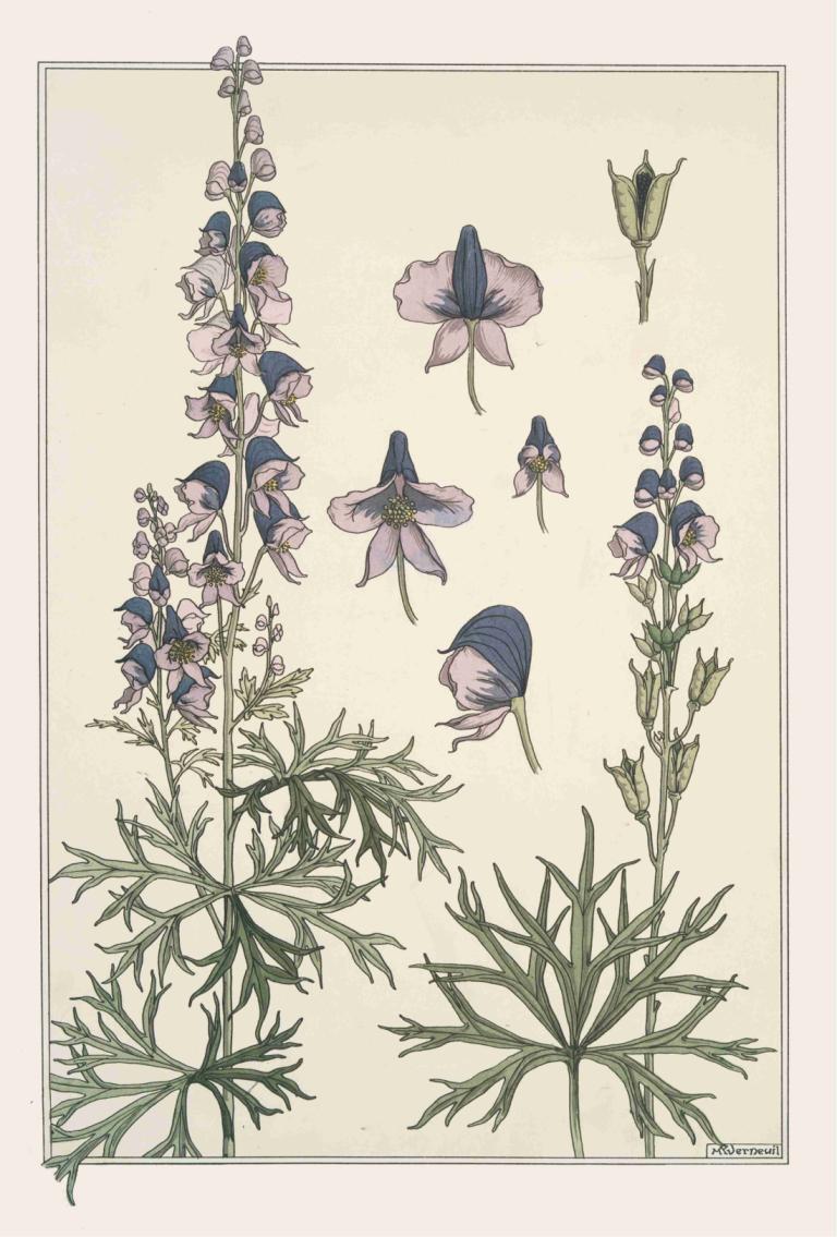 Aconit,Maurice Pillard Verneuil,Illustration,Illustration, flower, border, leaf, plant, no humans