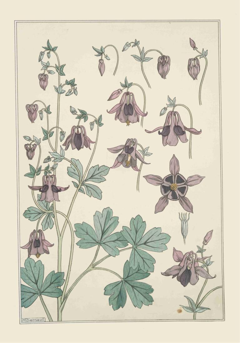 Ancolie,Maurice Pillard Verneuil,Illustrazione,Illustrazione, nessun essere umano, fiore, foglia, confine