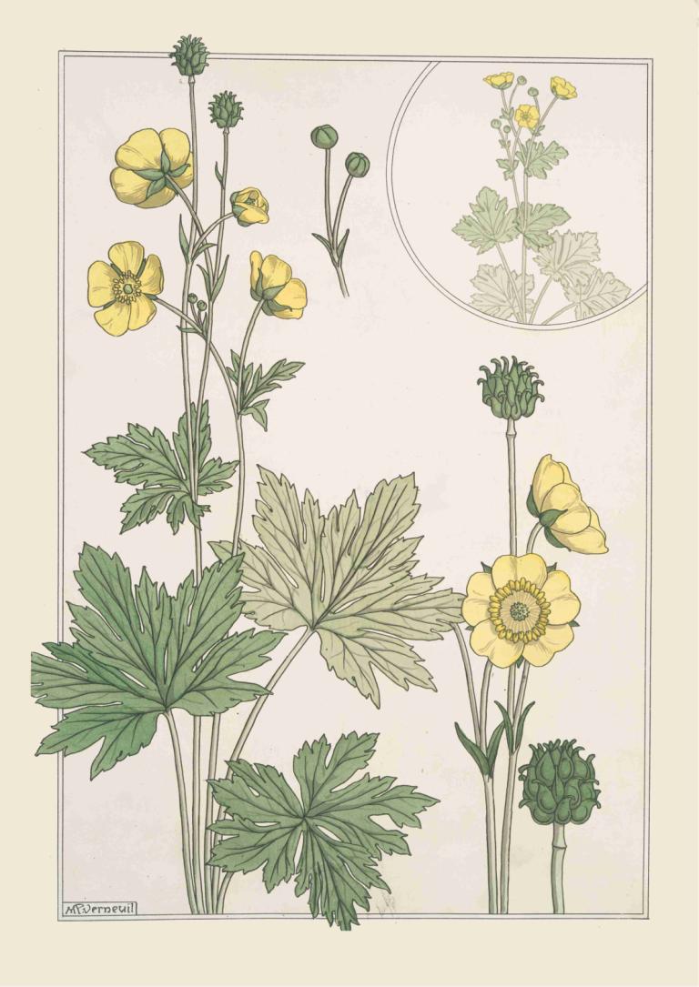 Bouton d'or,Maurice Pillard Verneuil,Illustration,Illustration, no humans, flower, yellow flower, leaf