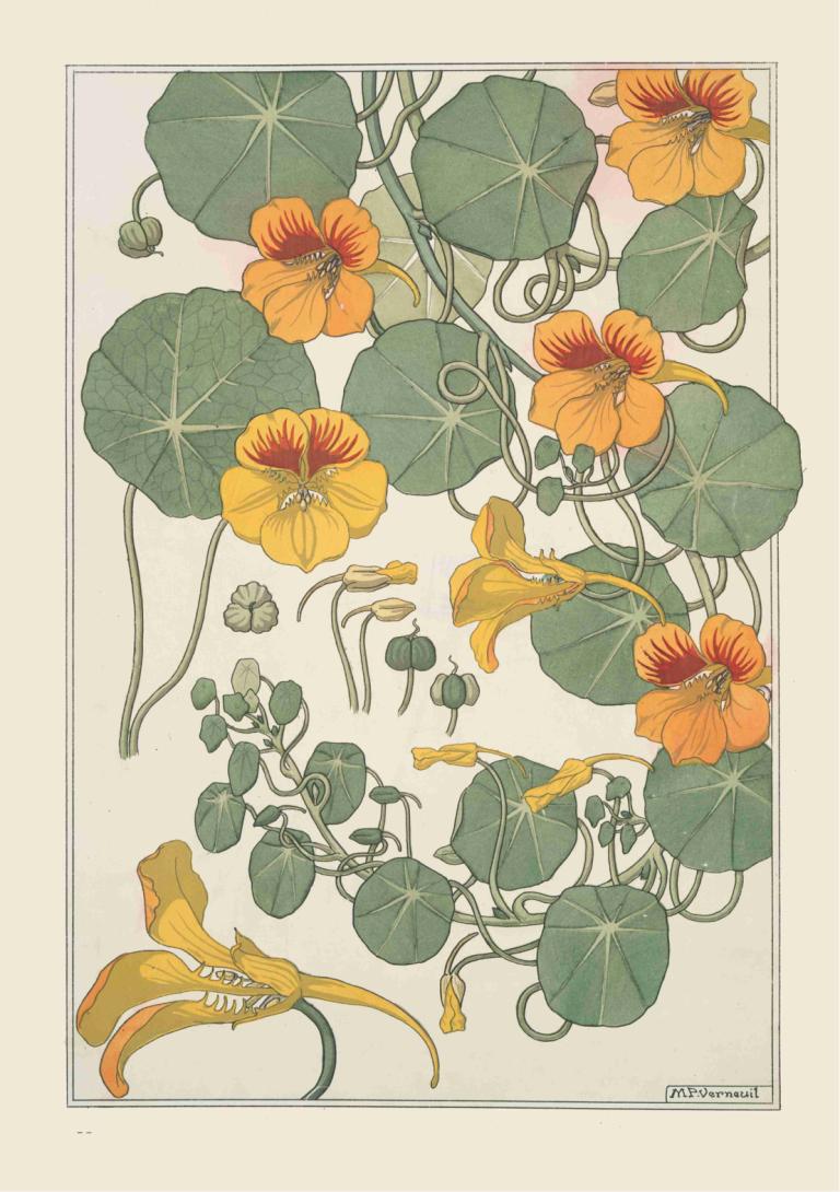 Capucine,Maurice Pillard Verneuil,Illustration,Illustration, no humans, flower, leaf, orange flower, plant