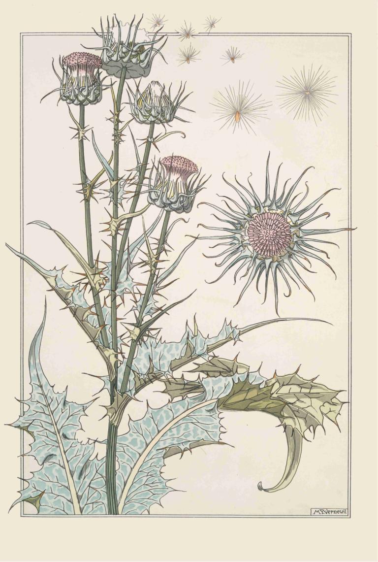 Chardon,Maurice Pillard Verneuil,Illustrazione,Illustrazione, nessun essere umano, fiore, confine, pianta