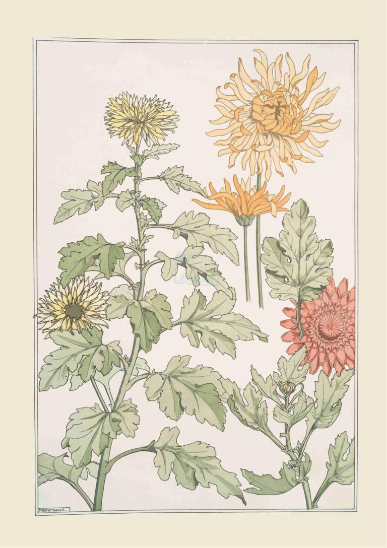 Chrysanthème,菊花,Maurice Pillard Verneuil,莫里斯-皮拉尔-韦尔讷伊,插画,插画, 花, 没有人类, 边界, 黄花, 静物, 叶子, 简单的背景, 签名, 橙花, 向日葵, 植物