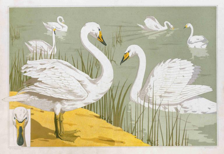 Cygne sauvage,野生天鹅,Maurice Pillard Verneuil,莫里斯-皮拉尔-韦尔讷伊,插画,插画, 鸟, 没有人类, 草, 户外, 动物, 边界, 动物焦点, 超大动物, 鸭子, 灰色边框