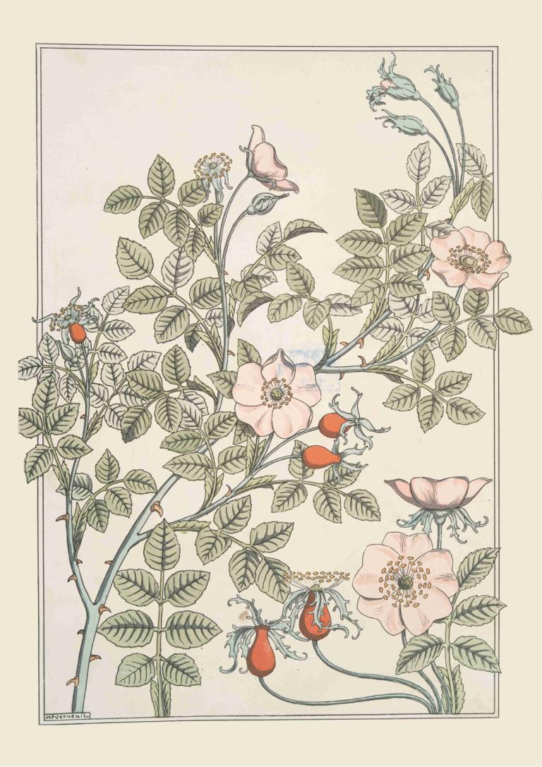 Eglantier,Maurice Pillard Verneuil,Illustrasjon,Illustrasjon, ingen mennesker, blomst, blad, anlegg, grense