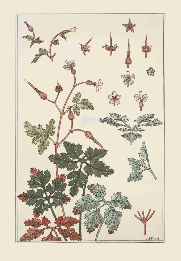 Geranium sauvage,野生天竺葵,Maurice Pillard Verneuil,莫里斯-皮拉尔-韦尔讷伊,插画,插画, 没有人类, 花, 叶子, 边界, 签名, 简单的背景, 植物, 鸟, 红花, 树