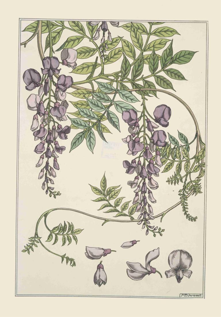 Glycine,Glisin,Maurice Pillard Verneuil,Ilustrasi,Ilustrasi, tidak ada manusia, bunga, daun, bunga ungu