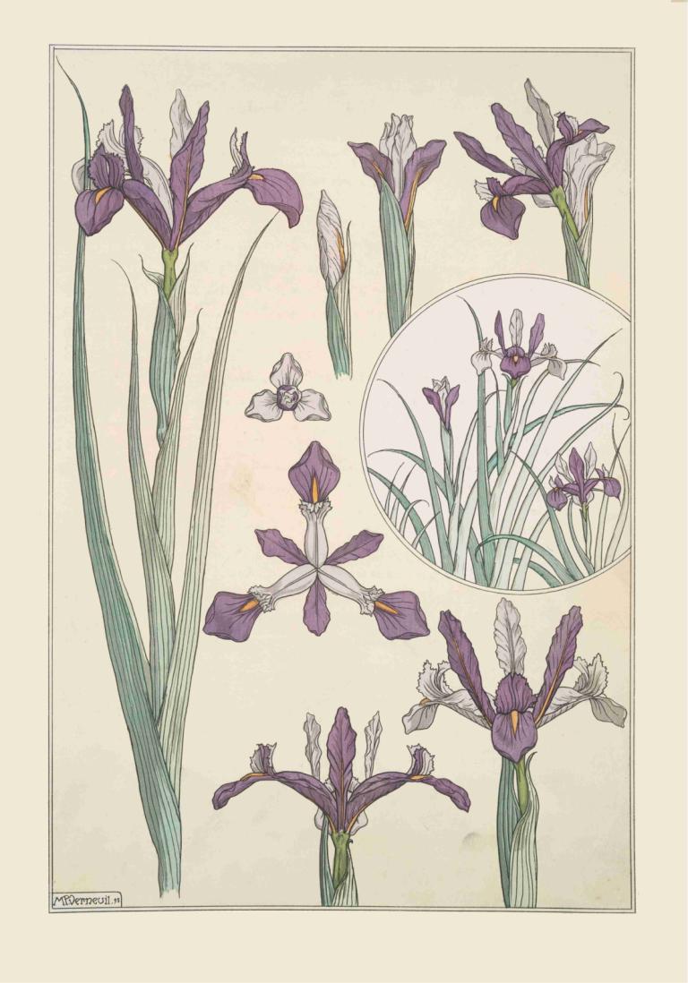 Iris,Maurice Pillard Verneuil,모리스 필라드 베르뉴유,일러스트레이션,일러스트레이션, 꽃, 인간은 없어, 보라색 꽃, 정물, 흰 꽃, 서명, 국경, 간단한 배경, 잎, 식물