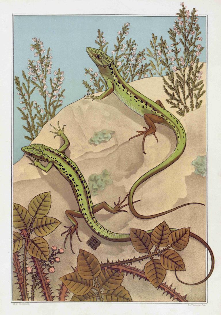 Lézard,Maurice Pillard Verneuil,Illustration,Illustration, no humans, plant, flower, dragon, border, leaf