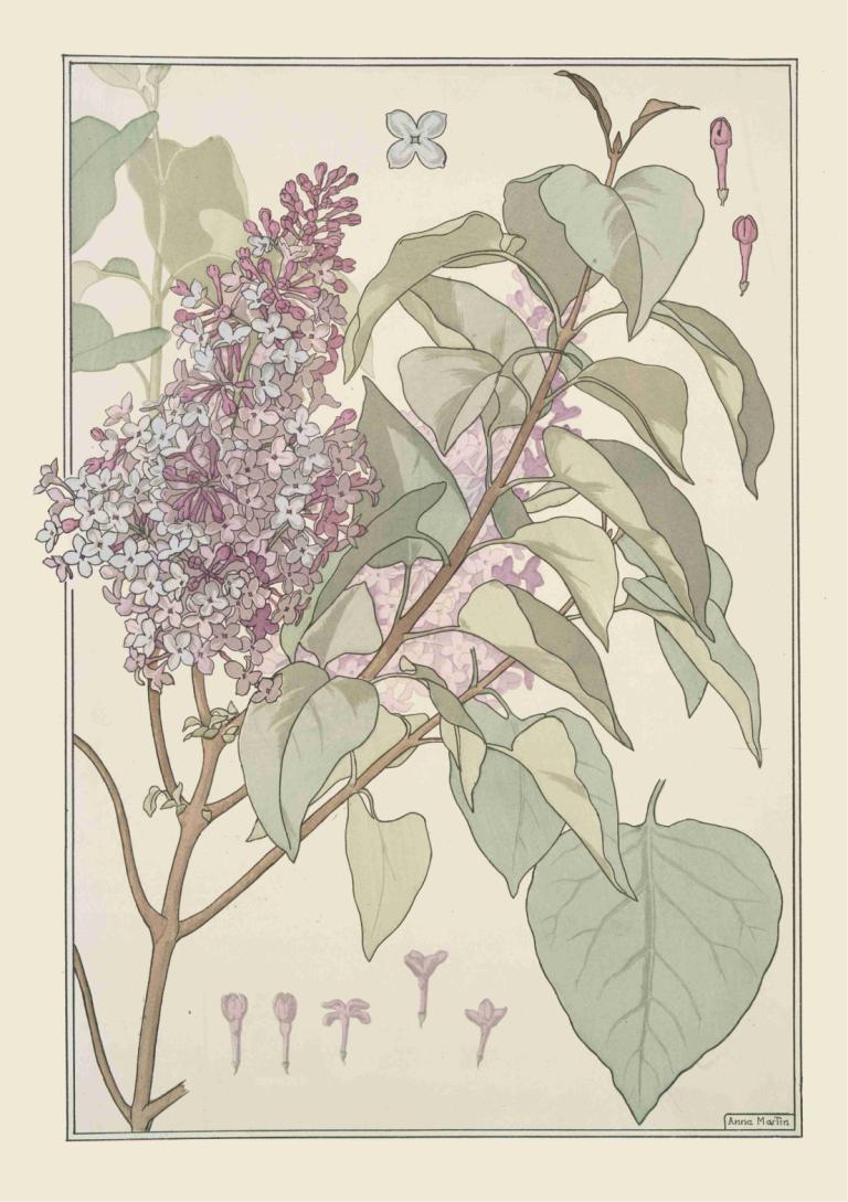 Lilas,リラ,Maurice Pillard Verneuil,モーリス・ピラール・ヴェルヌイユ,イラスト,イラスト, 花, 葉, 人間がいない, 国境, 植物, 紫の花, サイン, 静物, 白い花, 白い枠線