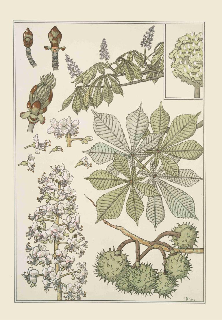 Marronnier,Castaño de Indias,Maurice Pillard Verneuil,Ilustración,Ilustración, no humanos, árbol, flor, hoja