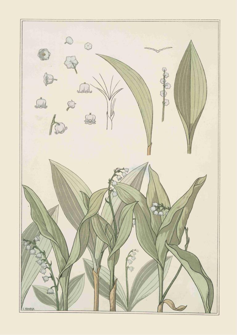 Muguet,Maurice Pillard Verneuil,Illustration,Illustration, flower, leaf, no humans, white flower, border