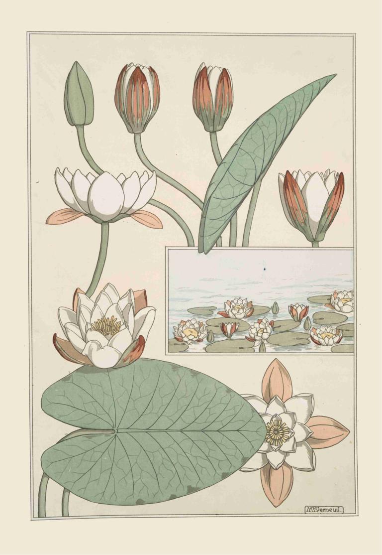 Nénuphar,Nenúfar,Maurice Pillard Verneuil,Ilustración,Ilustración, flor, no humanos, hoja, flor blanca, firma