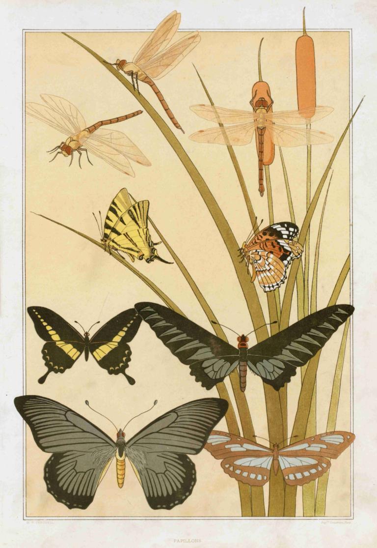 Papillons,Maurice Pillard Verneuil,Illustration,Illustration, bug, butterfly, wings, no humans, dragonfly