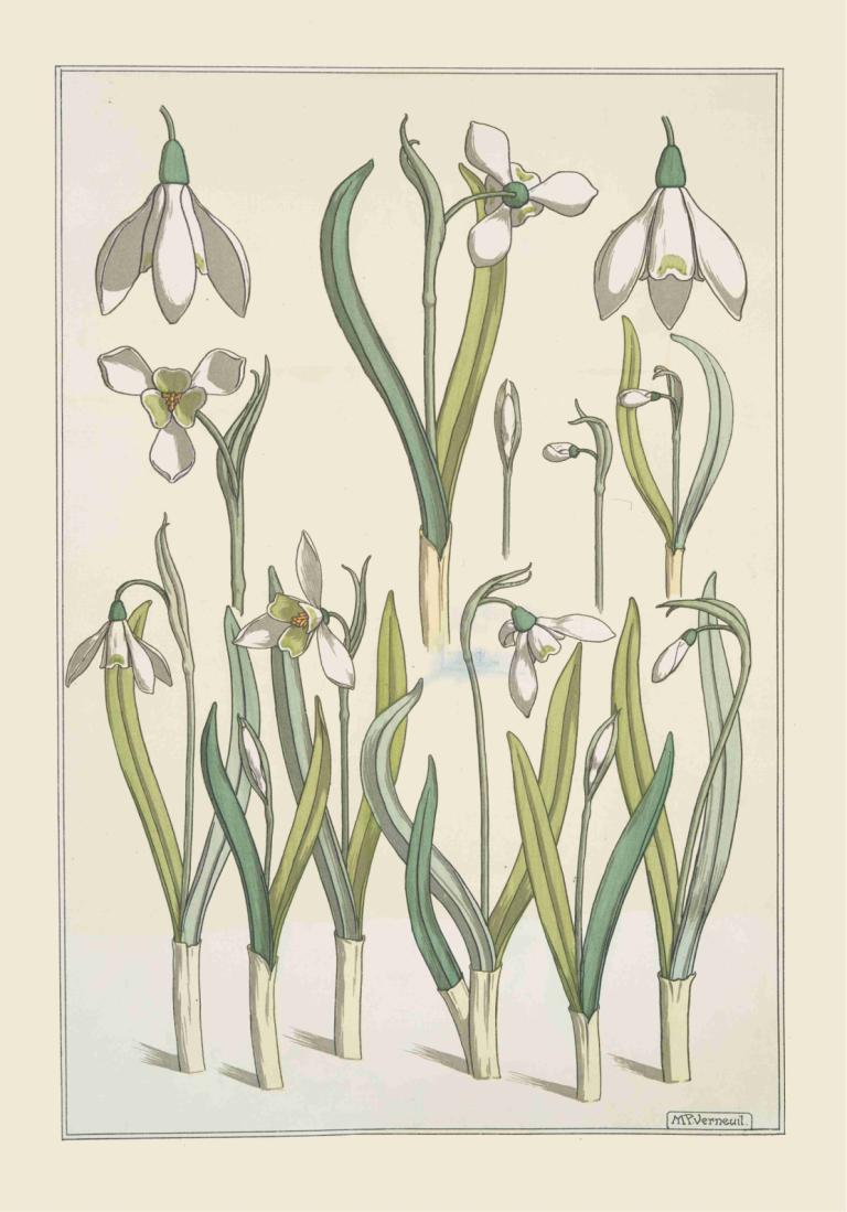 Perce-neige,Maurice Pillard Verneuil,Ilustración,Ilustración, flor, no humanos, flor blanca, hoja, borde