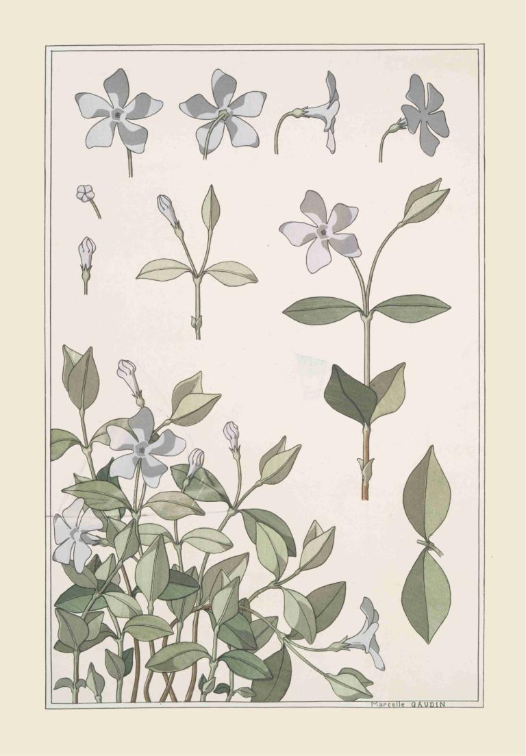 Pervenche,Maurice Pillard Verneuil,Illustration,Illustration, no humans, flower, white flower, border, leaf