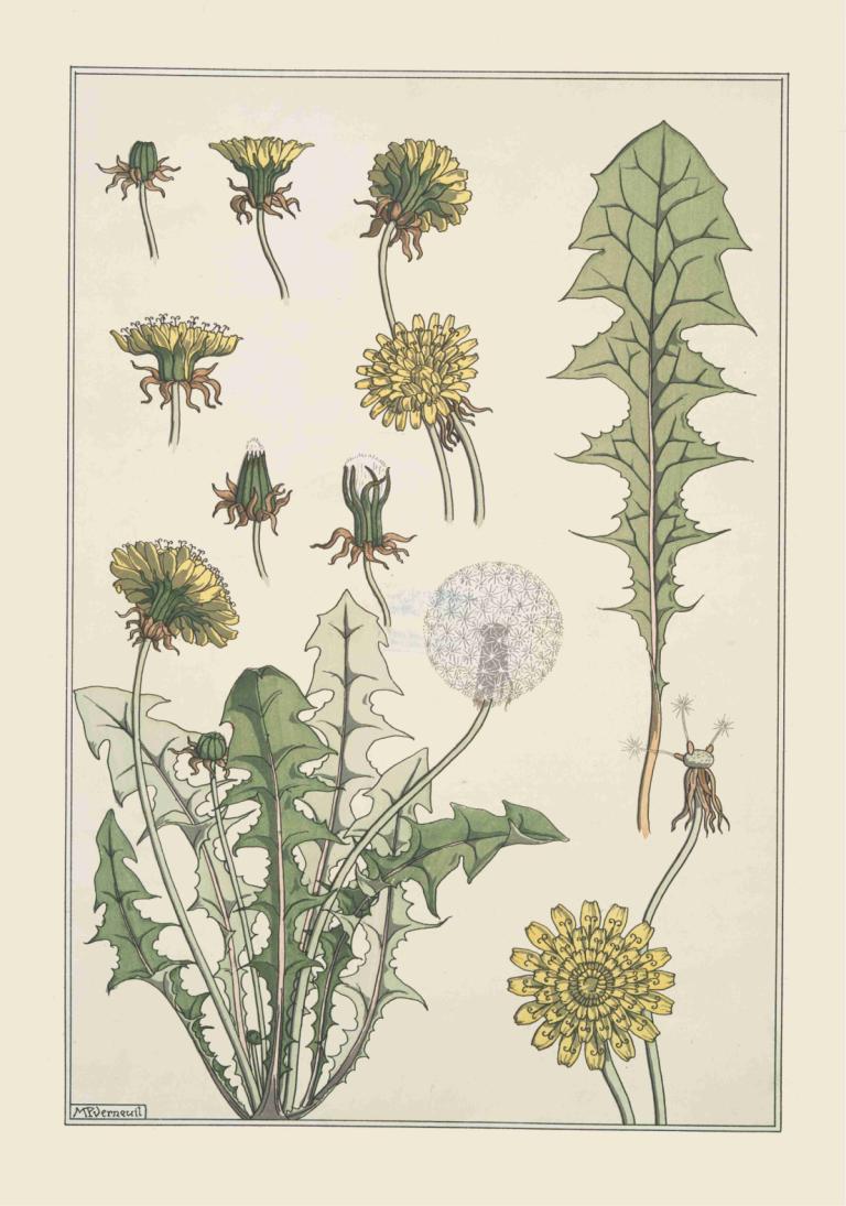 Pissenlit,Mælkebøtte,Maurice Pillard Verneuil,Illustration,Illustration, blomst, ingen mennesker, solsikke