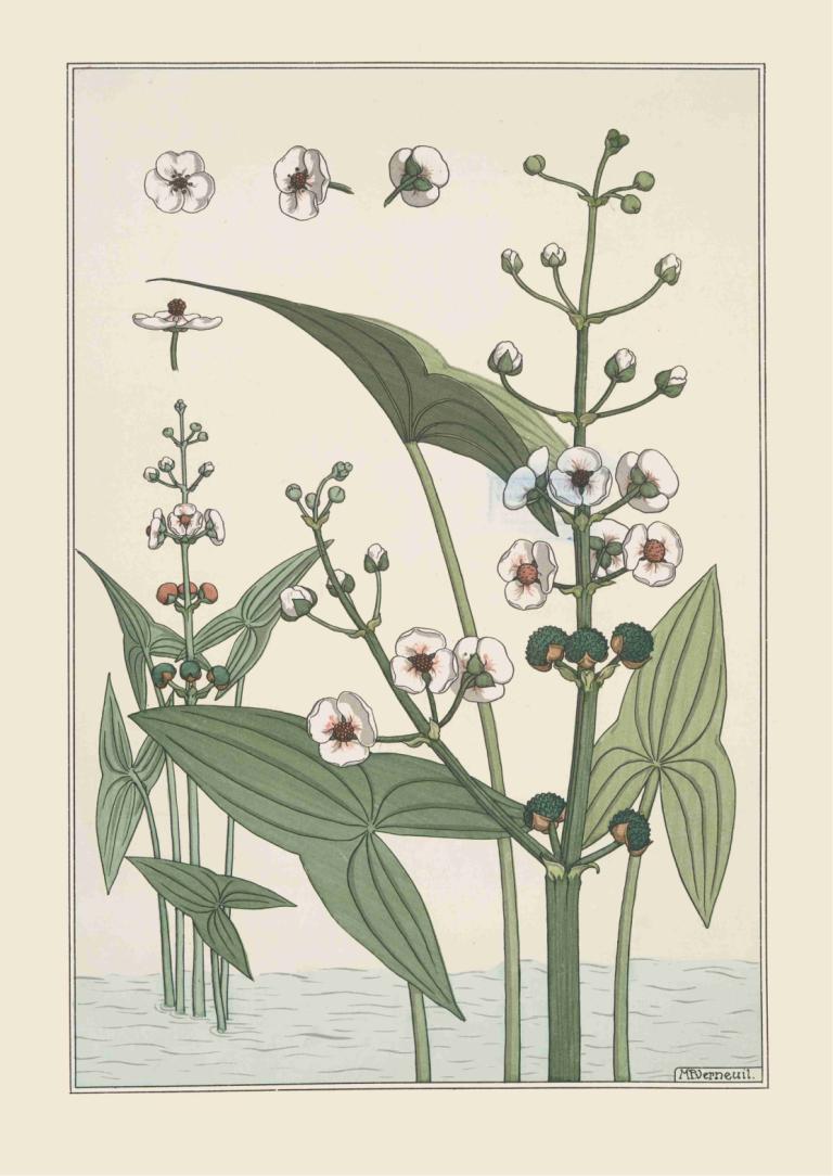 Sagittaire,Maurice Pillard Verneuil,Illustration,Illustration, no humans, flower, leaf, border, plant