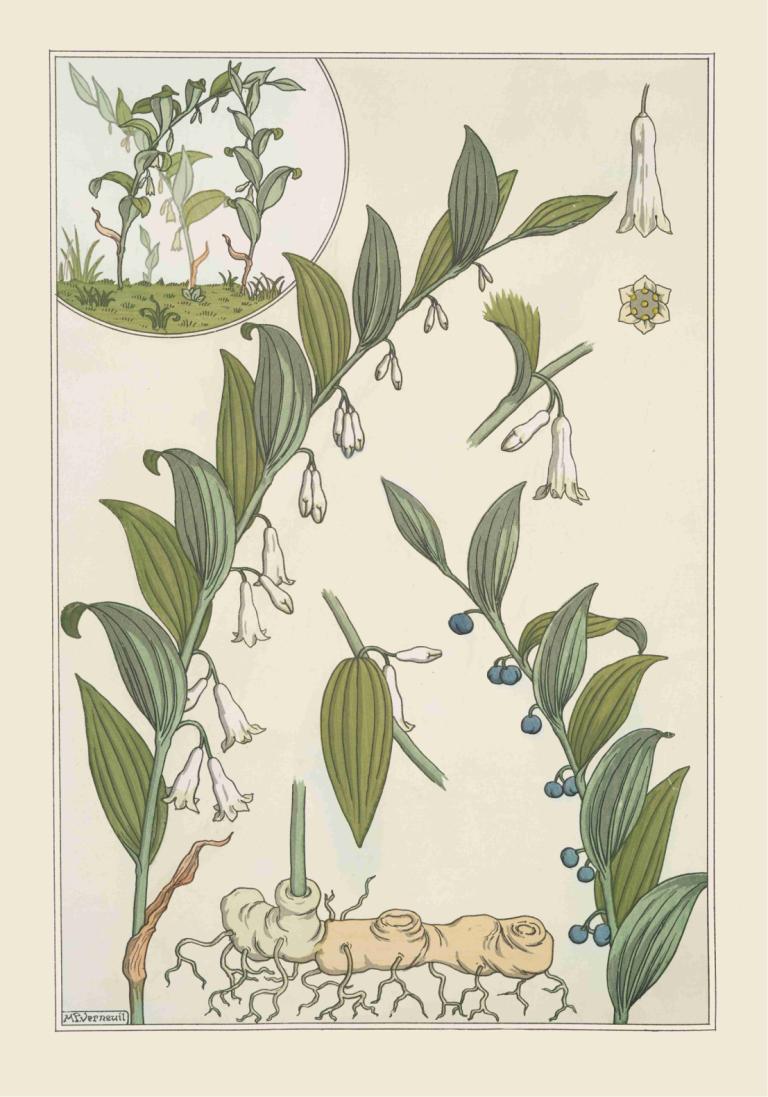 Sceau de Salomon,Maurice Pillard Verneuil,Illustration,Illustration, fruit, food, plant, leaf, signature