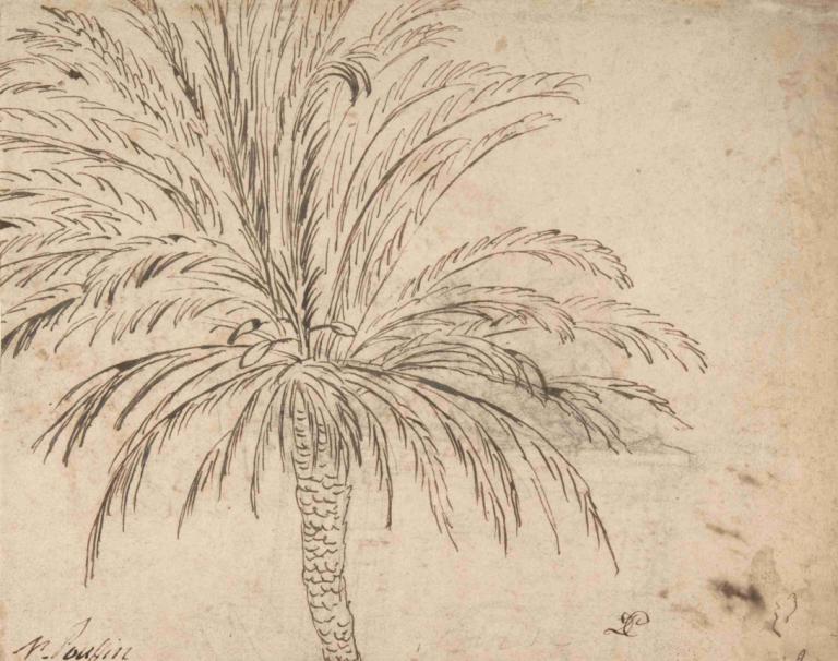 Study of a Palm Tree,Studie van een palmboom,Nicolas Poussin,Schetsen,Schetsen, boom, geen mensen, palmboom