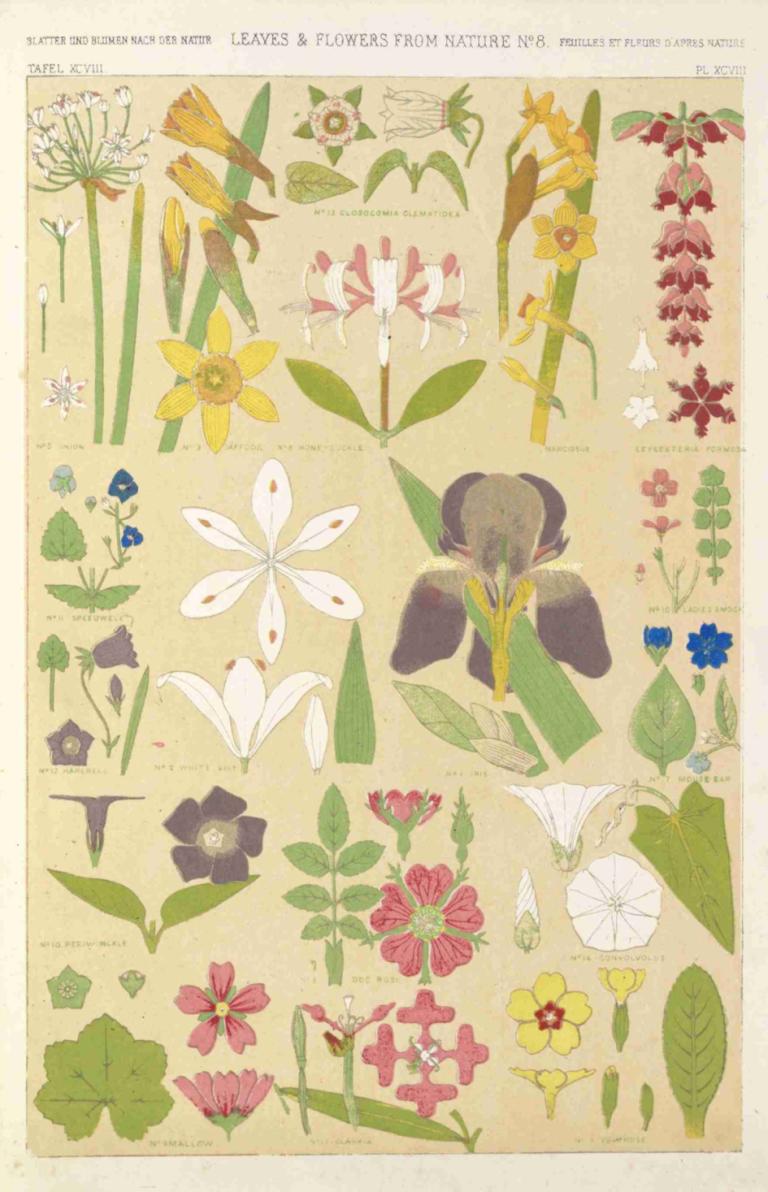 Leaves and flowers from Nature No.8,Bladeren en bloemen uit Natuur nr.8,Owen Jones,Illustratie,Illustratie