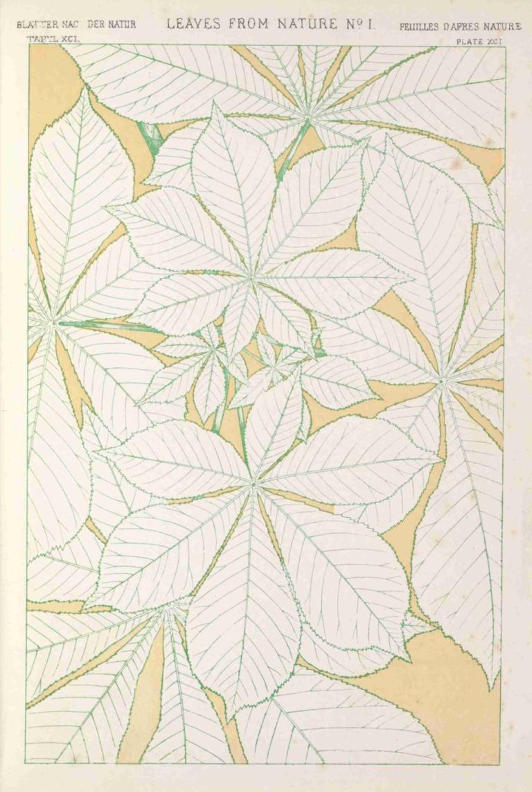 Leaves from Nature No.1,Bladeren uit de natuur nr.1,Owen Jones,Illustratie,Illustratie, geen mensen, blad