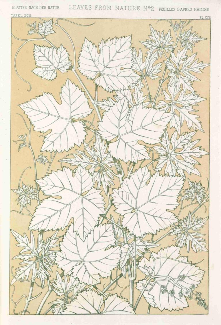 Leaves from Nature No.2,Bladeren uit de natuur nr. 2,Owen Jones,Illustratie,Illustratie, bloem, geen mensen