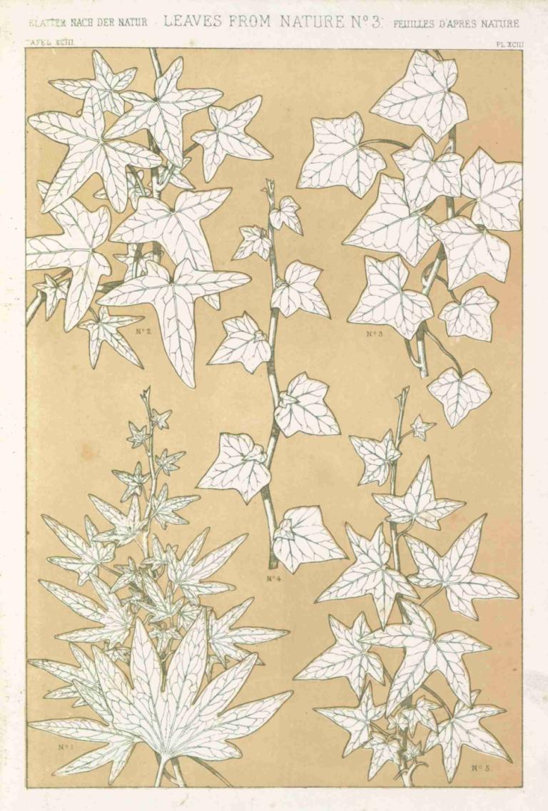 Leaves from Nature No.3,Bladeren uit de natuur nr.3,Owen Jones,Illustratie,Illustratie, geen mensen, blad