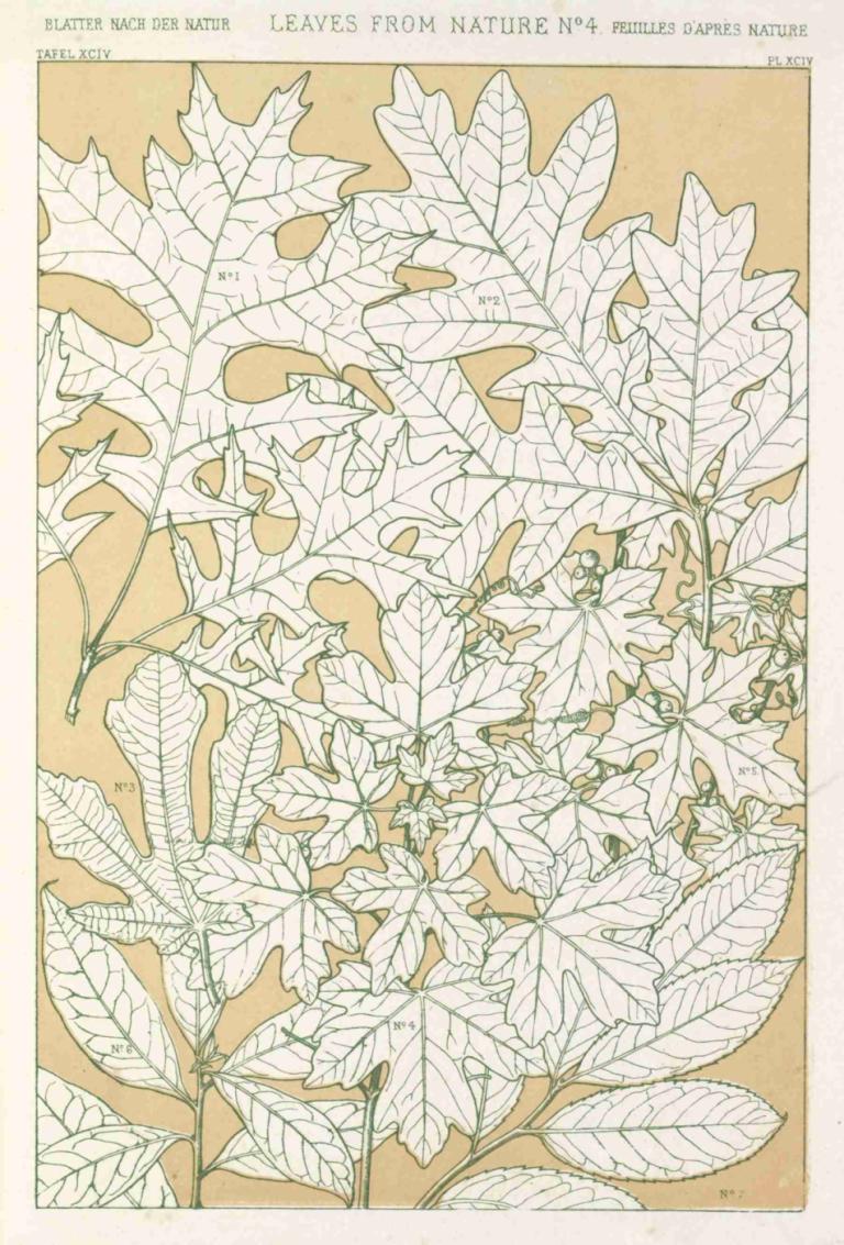 Leaves from Nature No.4,Bladeren uit de natuur nr.4,Owen Jones,Illustratie,Illustratie, 1meisje, blad