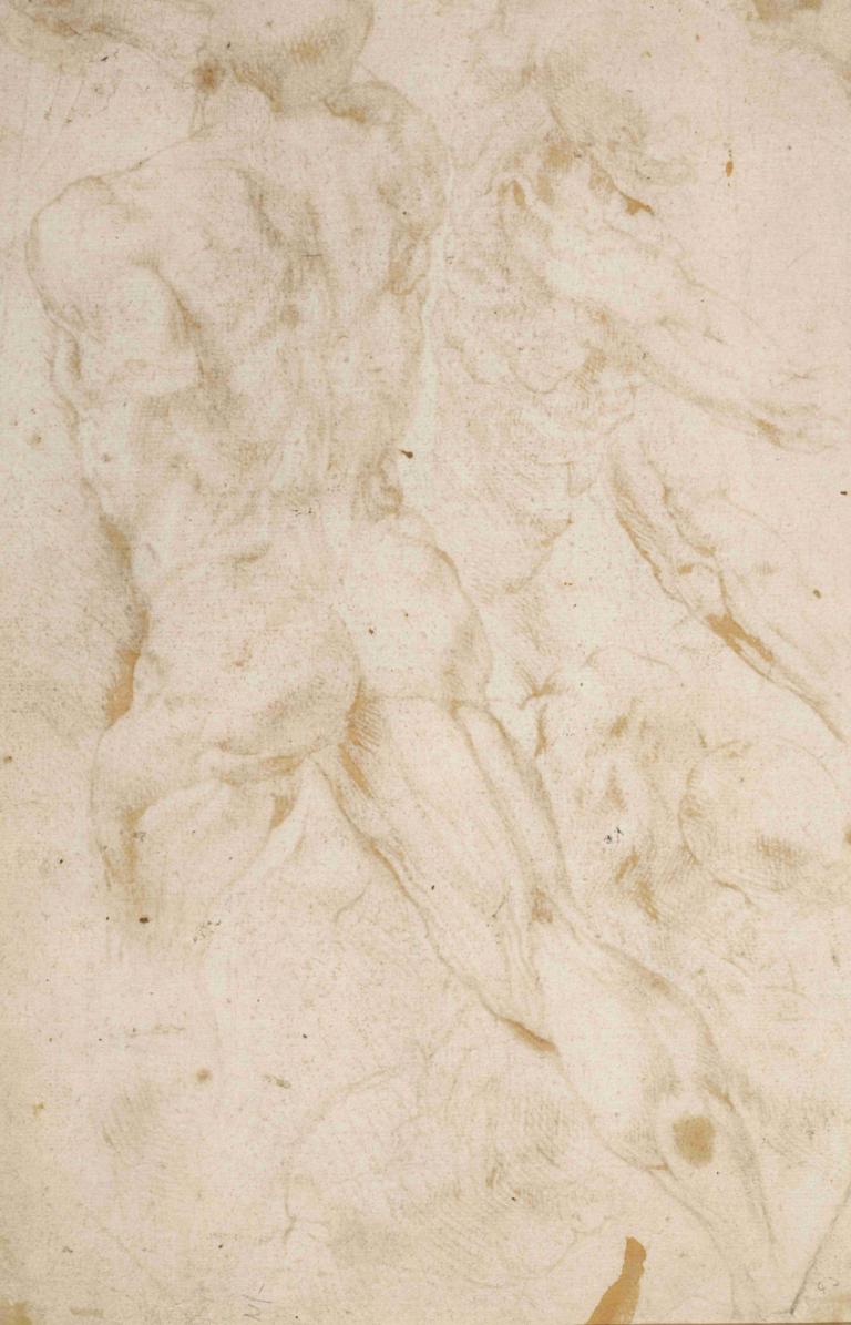 Anatomical Studies,Studi anatomici,Peter Paul Rubens,Schizzo,Schizzo, monocromo, media tradizionali