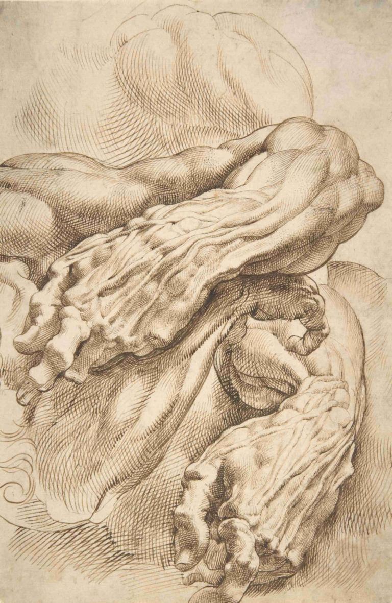 Anatomical Studies; a left forearm in two positions and a right forearm,Peter Paul Rubens,Sketch,Sketch