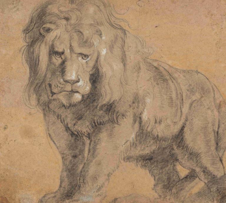 Lion,Peter Paul Rubens,Sketch,Sketch, solo, lion, traditional media, monochrome, looking at viewer, no humans