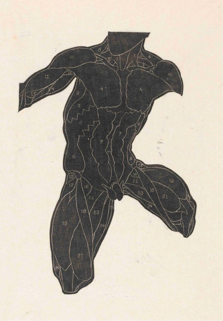 Anatomical study of the neck, abdominal and thigh muscles of a man in silhouette,Reijer Stolk,Illustration